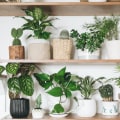Affordable Air Filtering and Purifying Plants That Is Best for Your Home